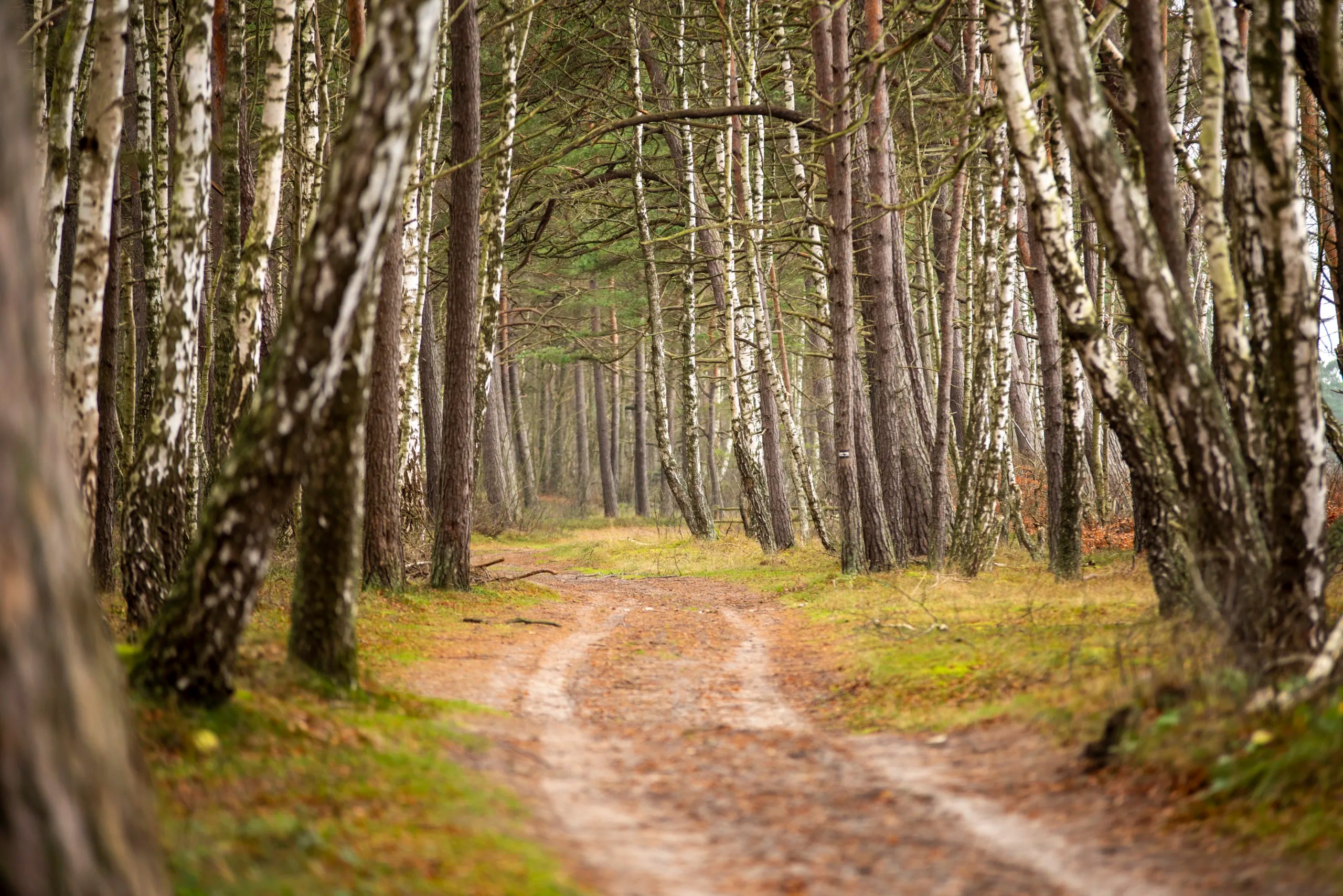 Do Birch Trees Grow In Oklahoma