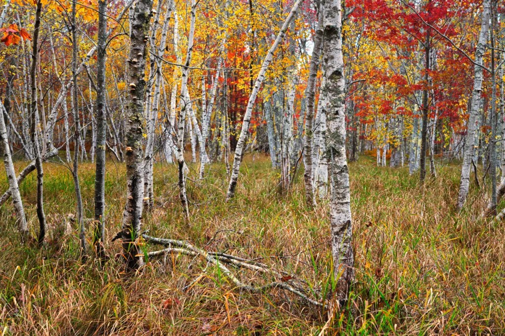Do Birch Trees Kill Grass