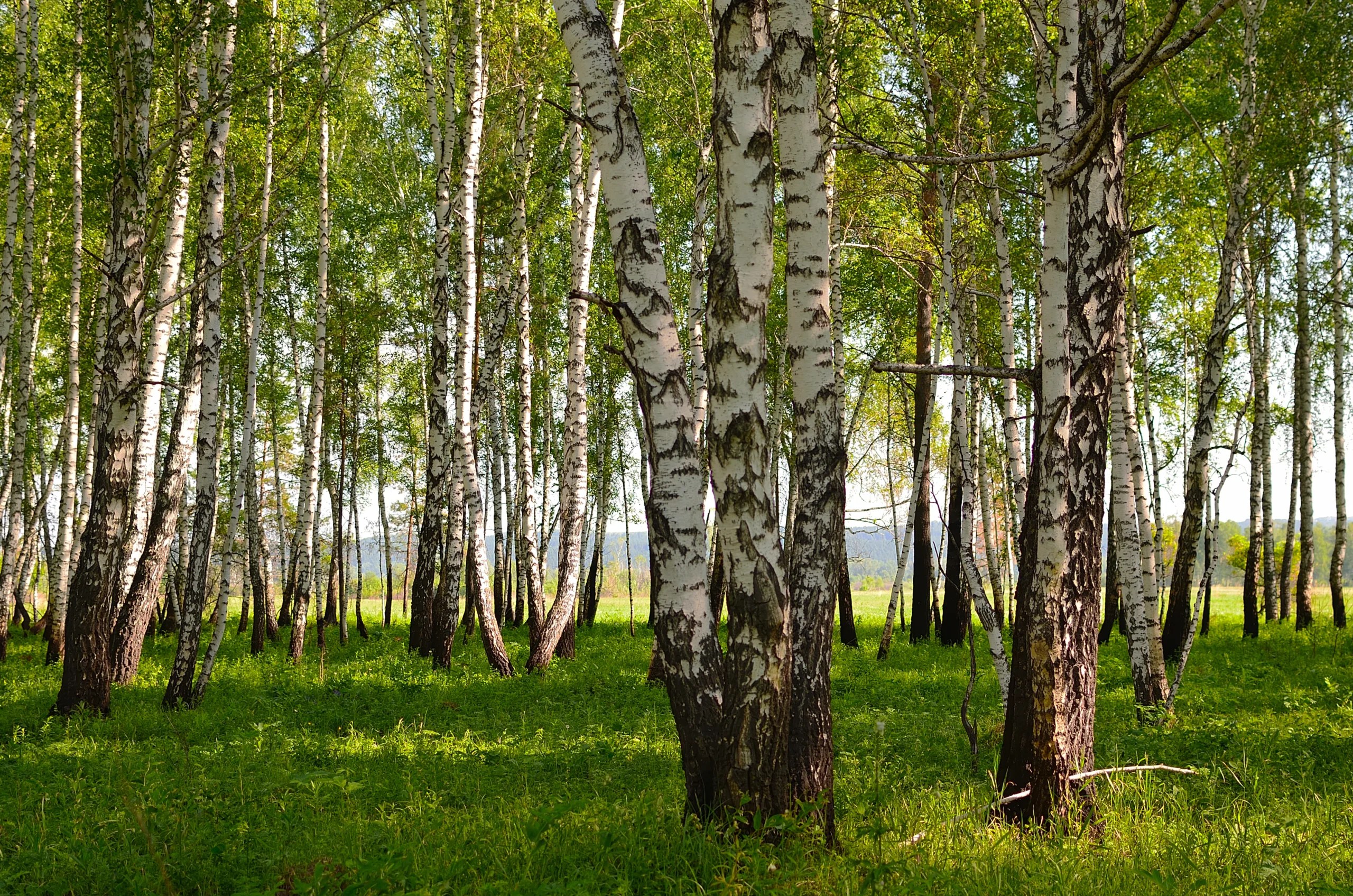 Do Birch Trees Kill Grass