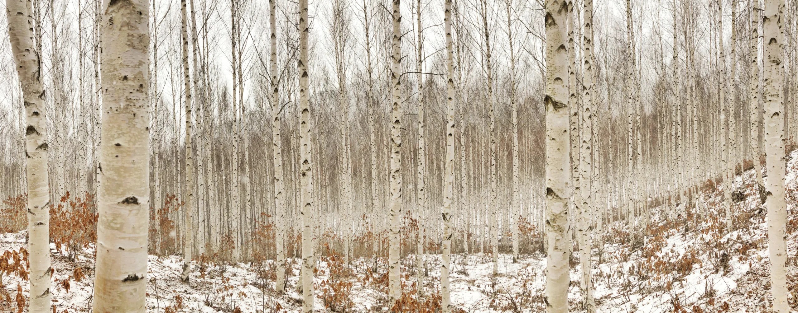 How Do Birch Trees Spread Their Seeds