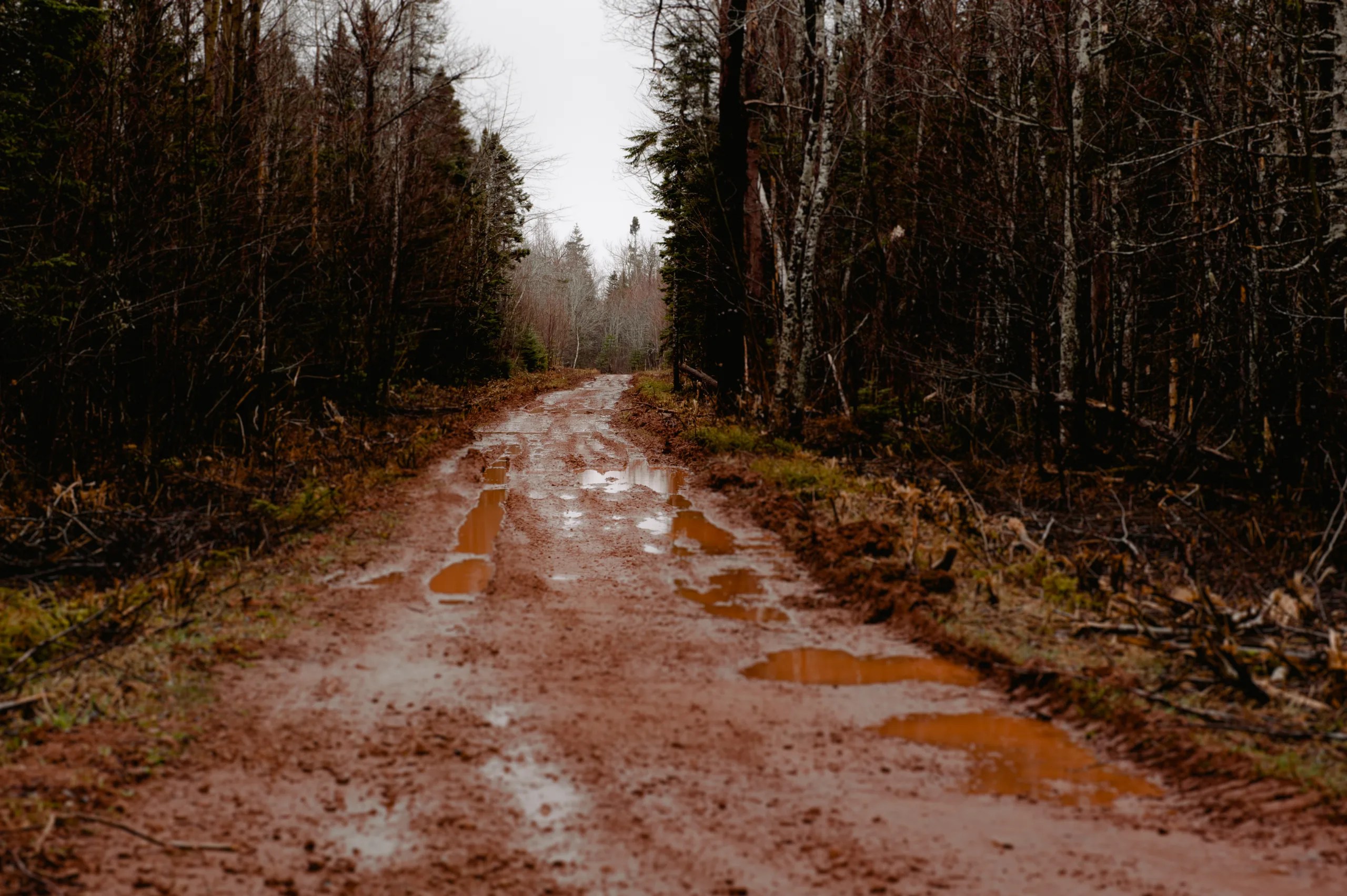 Can Birch Trees Grow In Clay Soil