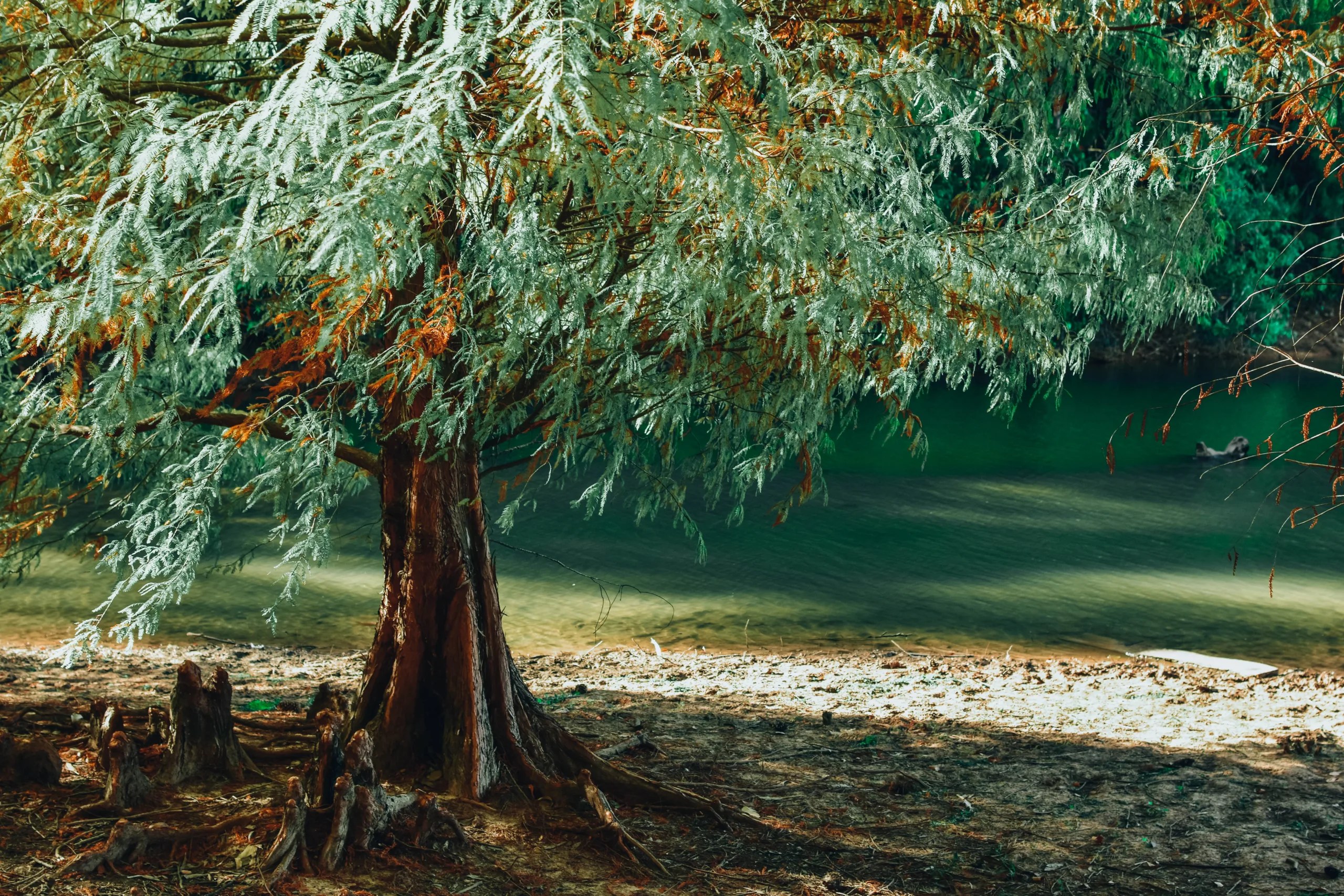Do Willow Trees Grow In Arizona
