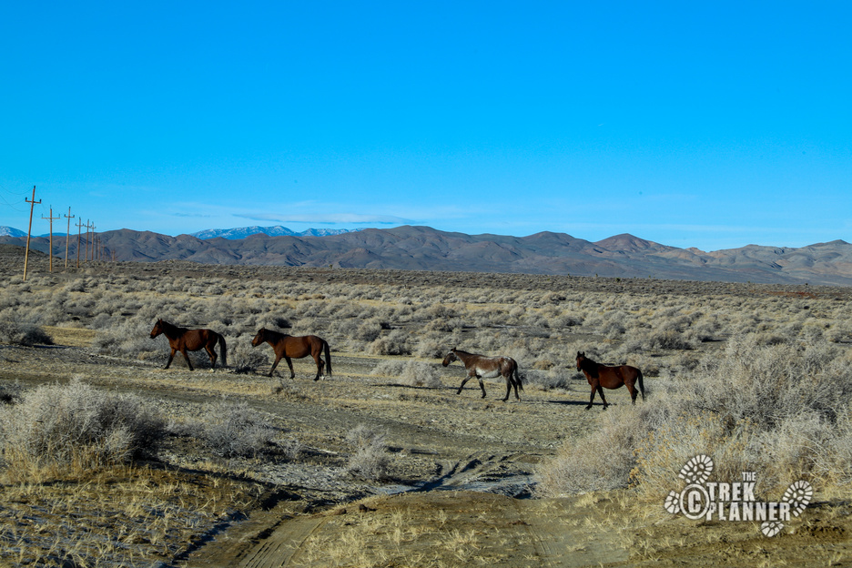 Alkali Flat Hot Spring Western Nevada The Trek Planner
