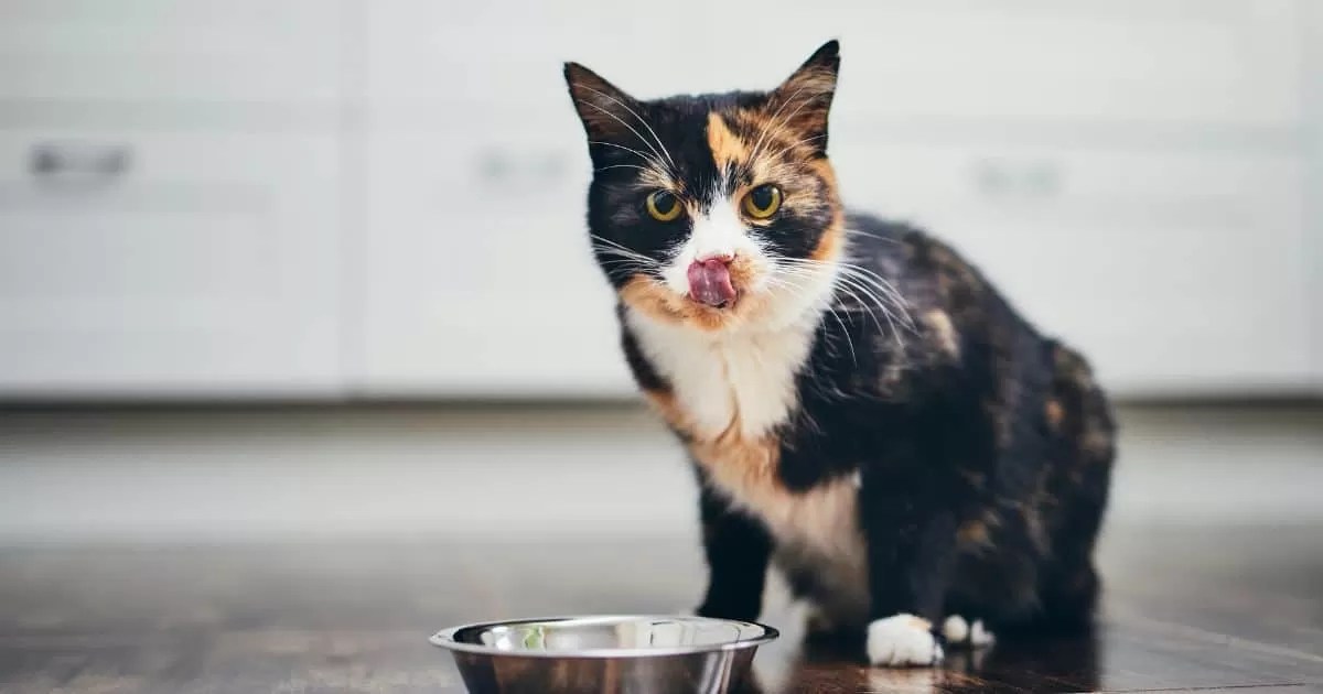 10 Reasons Why Is My Cat Always Hungry? Understanding Feline Appetite