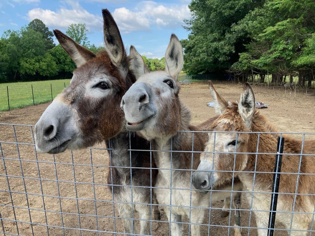 Belle Vie Farm Summer Camp The Triangle Weekender