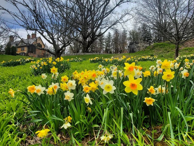 Daffodil and Tulip Festival Returns to Naumkeag April 22 to May 16