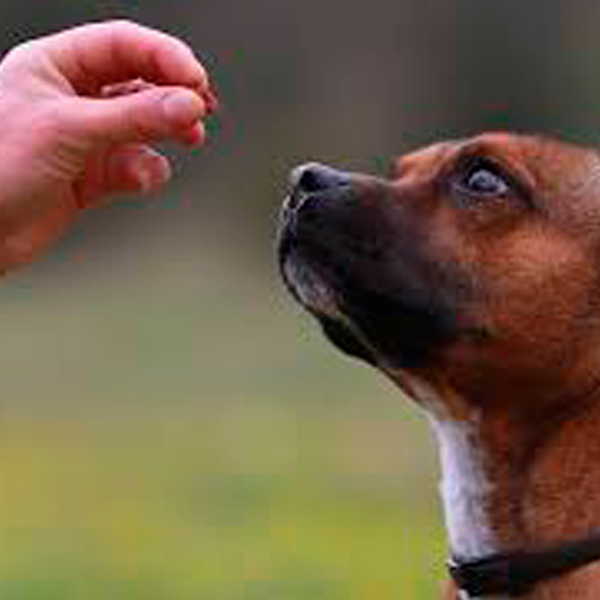 Things to Consider When Rescuing a Pet The Tucson Dog