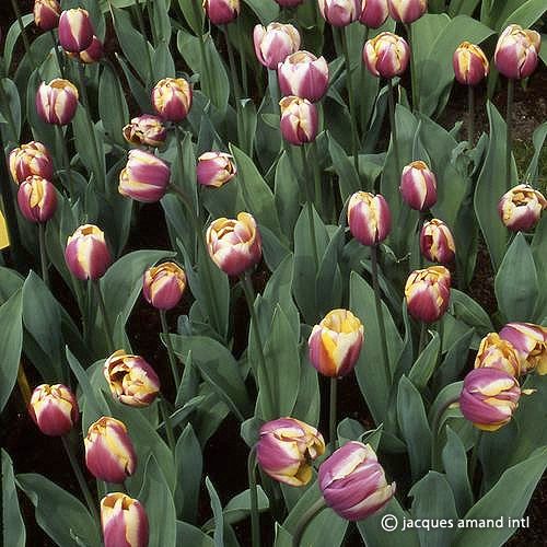 Atlantis The Tulip Gallery