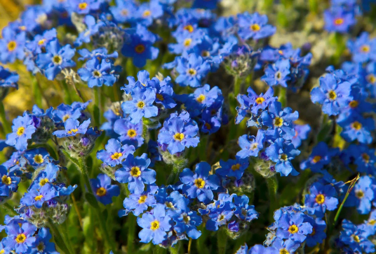 Forget-Me-Not: Alaska's State Flower & Its Meaning