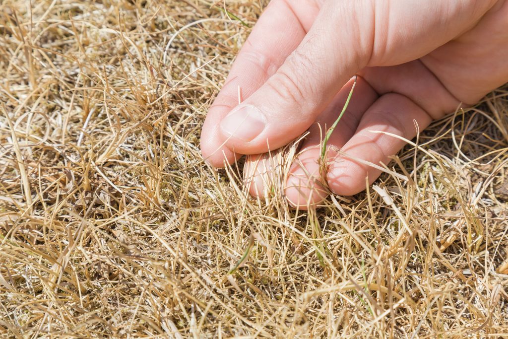 Caring for Your Lawn Before, During, and After a Drought The