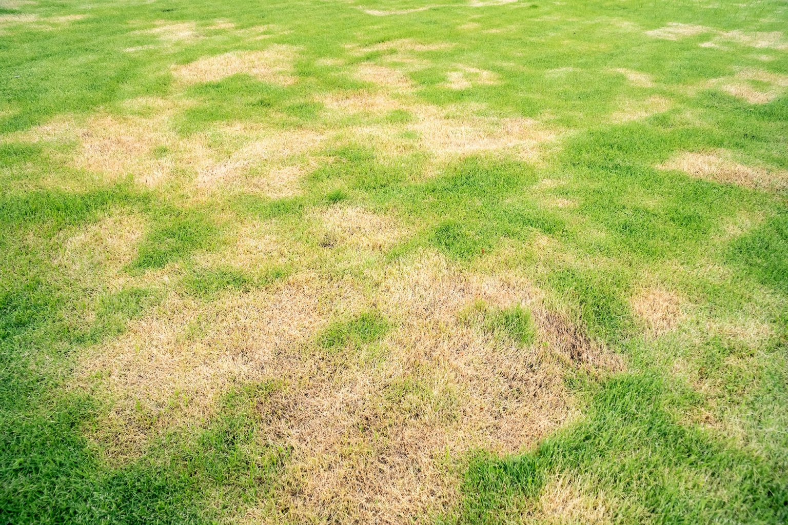How to Revive Dead Grass The Turfgrass Group Inc
