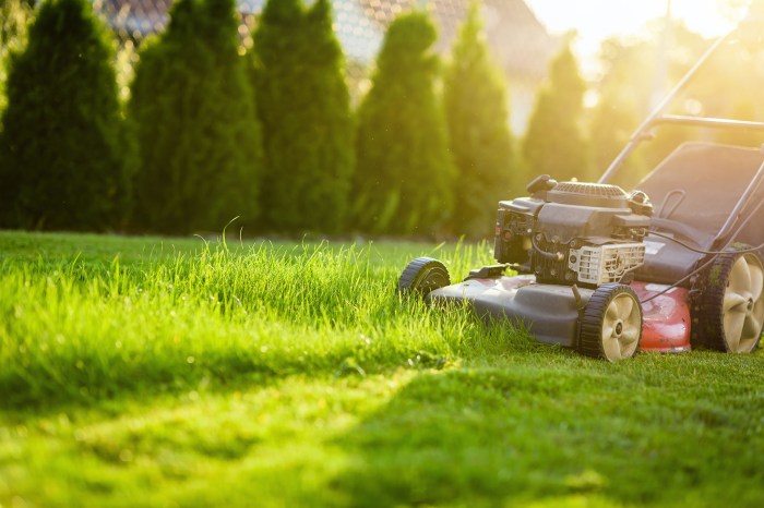 How to Care for Your Lawn Turf | Gardening Blog | Bury Hill Blog