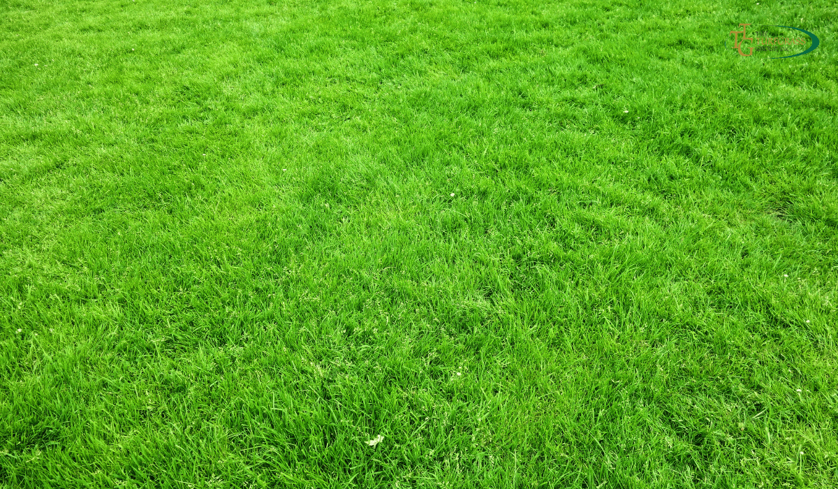 Top Fertilizers for Zoysia Grass From Seedlings to a Vibrant Lawn