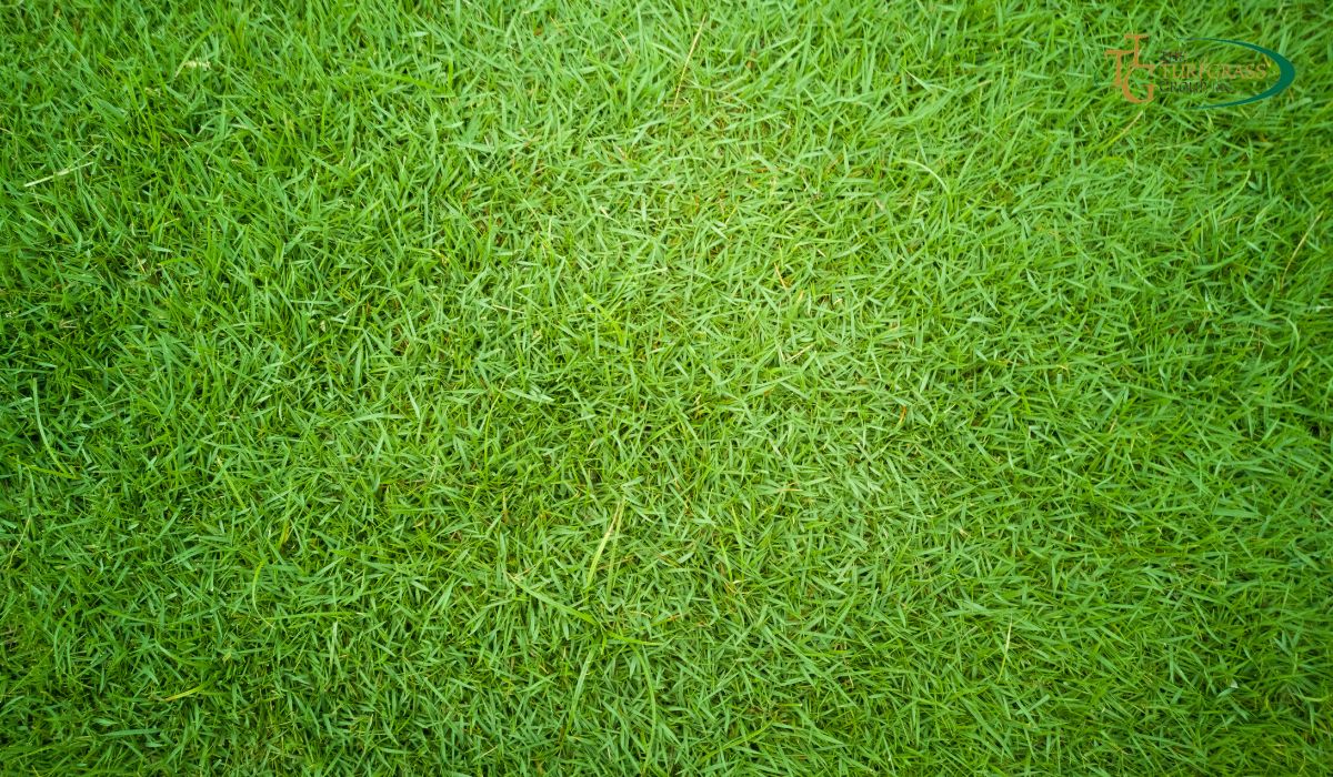 Bermuda Grass Types Which One is Perfect for Your Climate? The