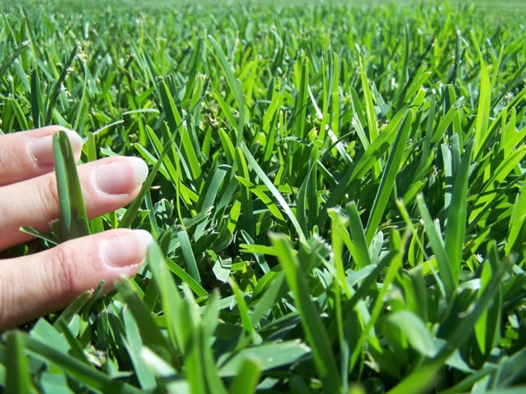 Sir Walter Buffalo Premium Turf In Perth The Turf Man