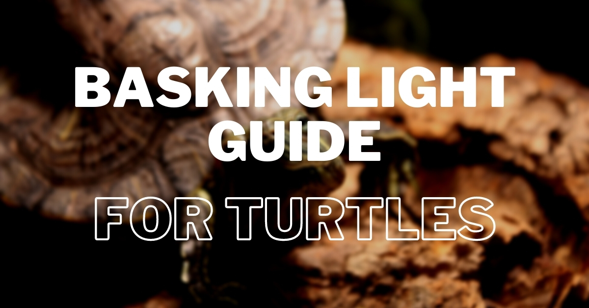 Turtle Basking Light Guide for Absolute Beginners The Turtle Hub