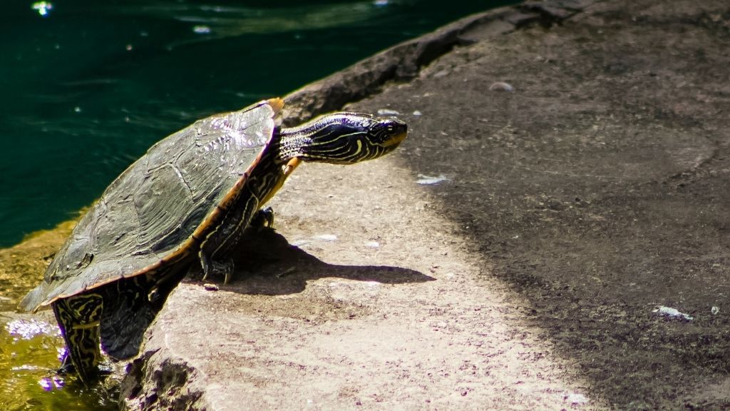 Why Does My Turtle Keep Trying to Climb Out? The Turtle Hub