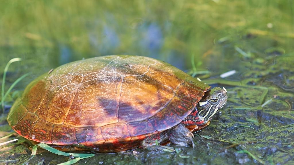 Turtle Species Spotlight The Painted Turtle Care And Maintenance