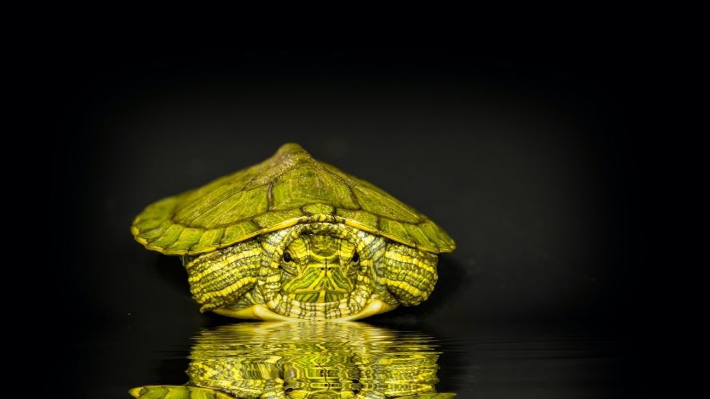 How To Take Care Of Baby Red Eared Sliders? The Turtle Hub