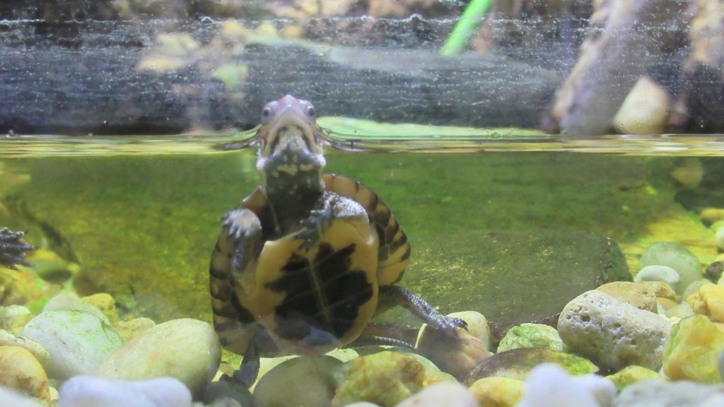 Dead Turtle In Tank? Here’s What To Do The Turtle Hub