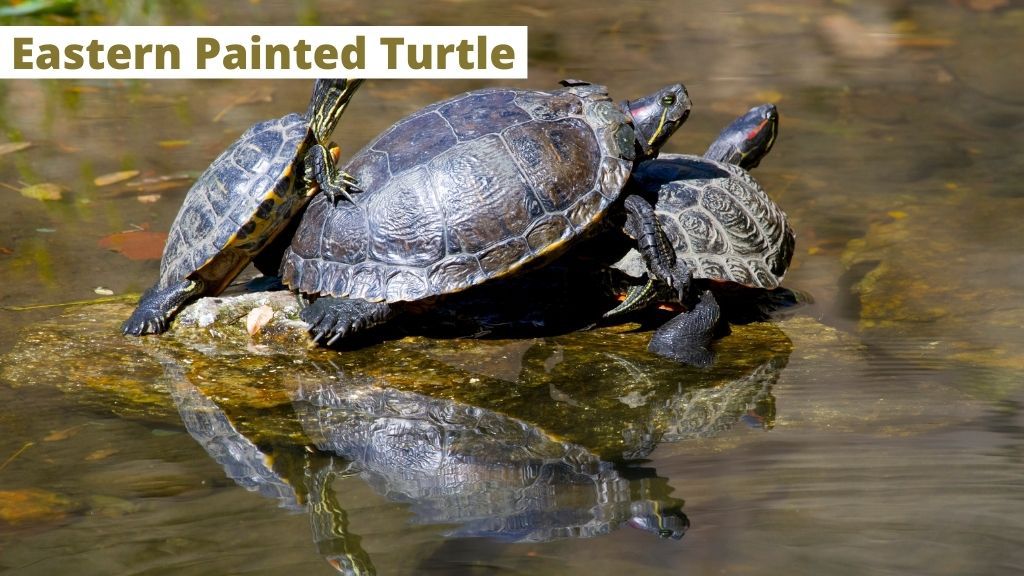 How To Identify Turtles? [Different Turtle Species