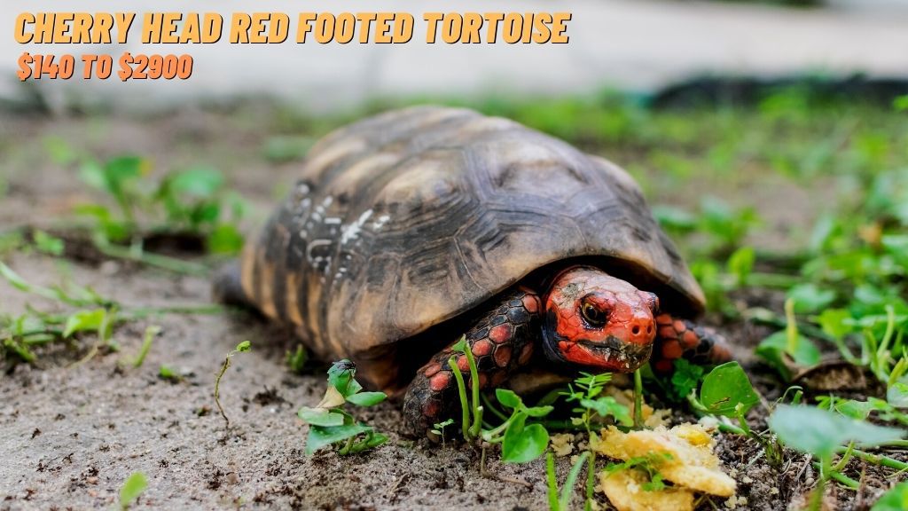 How Much Does A Tortoise Cost? The Turtle Hub