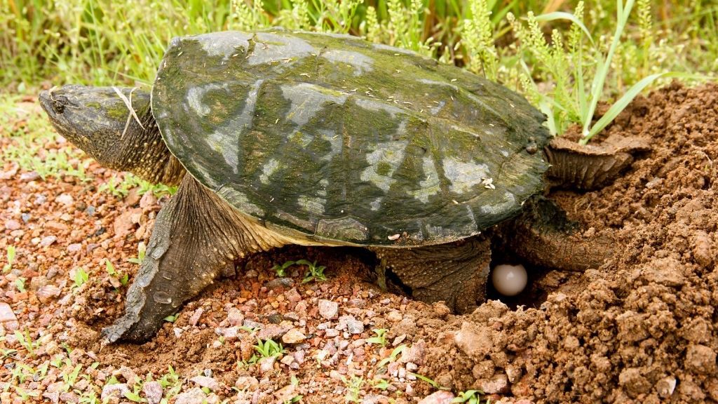 What To Do With Infertile Turtle Eggs? The Turtle Hub