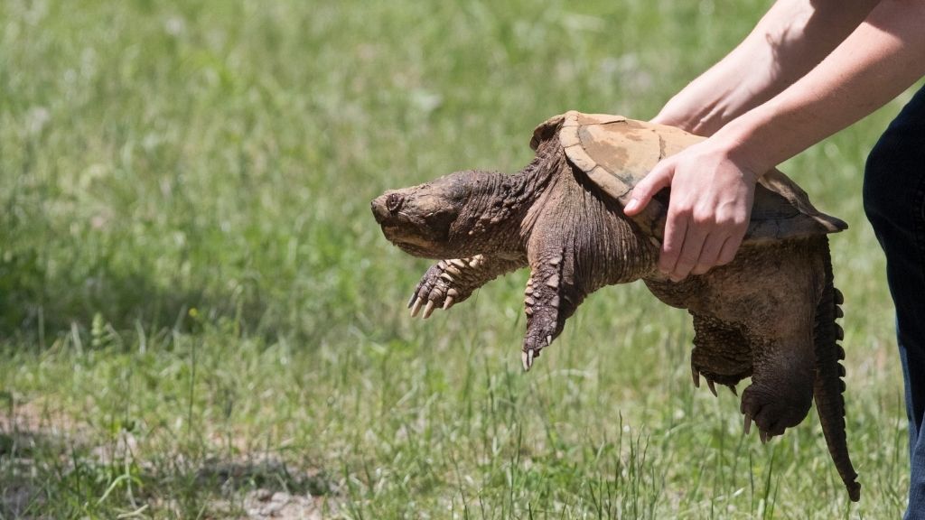 Snapping Turtle Release Guide How & Where? The Turtle Hub