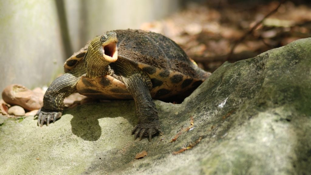 Why Turtles Leave Their Mouths Open? The Turtle Hub