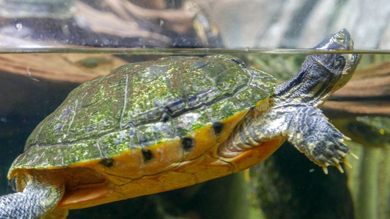How to Clean a Turtle Tank (Tips That Save Time Drastically) The