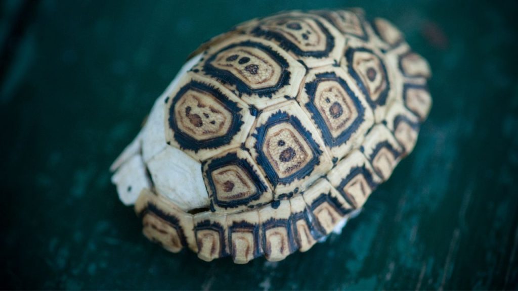 How Strong Is A Tortoise Shell? The Turtle Hub