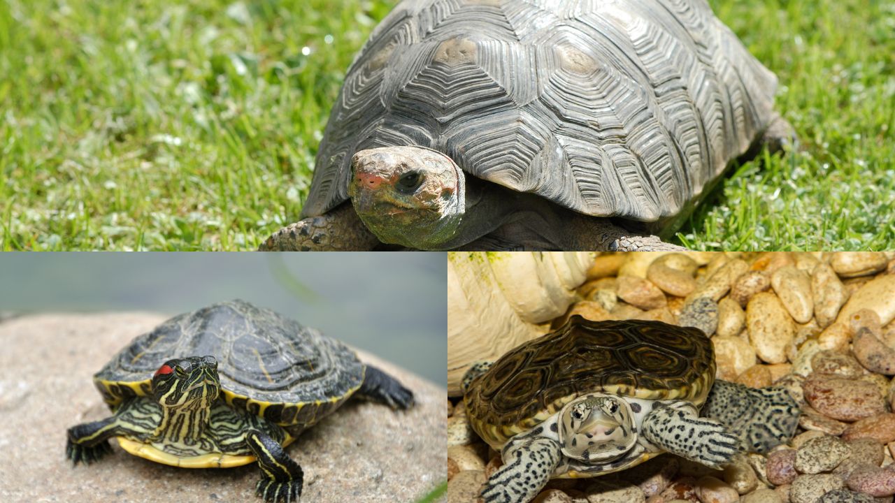 Turtle vs. Tortoise vs. Terrapin [Difference Chart] The Turtle Hub