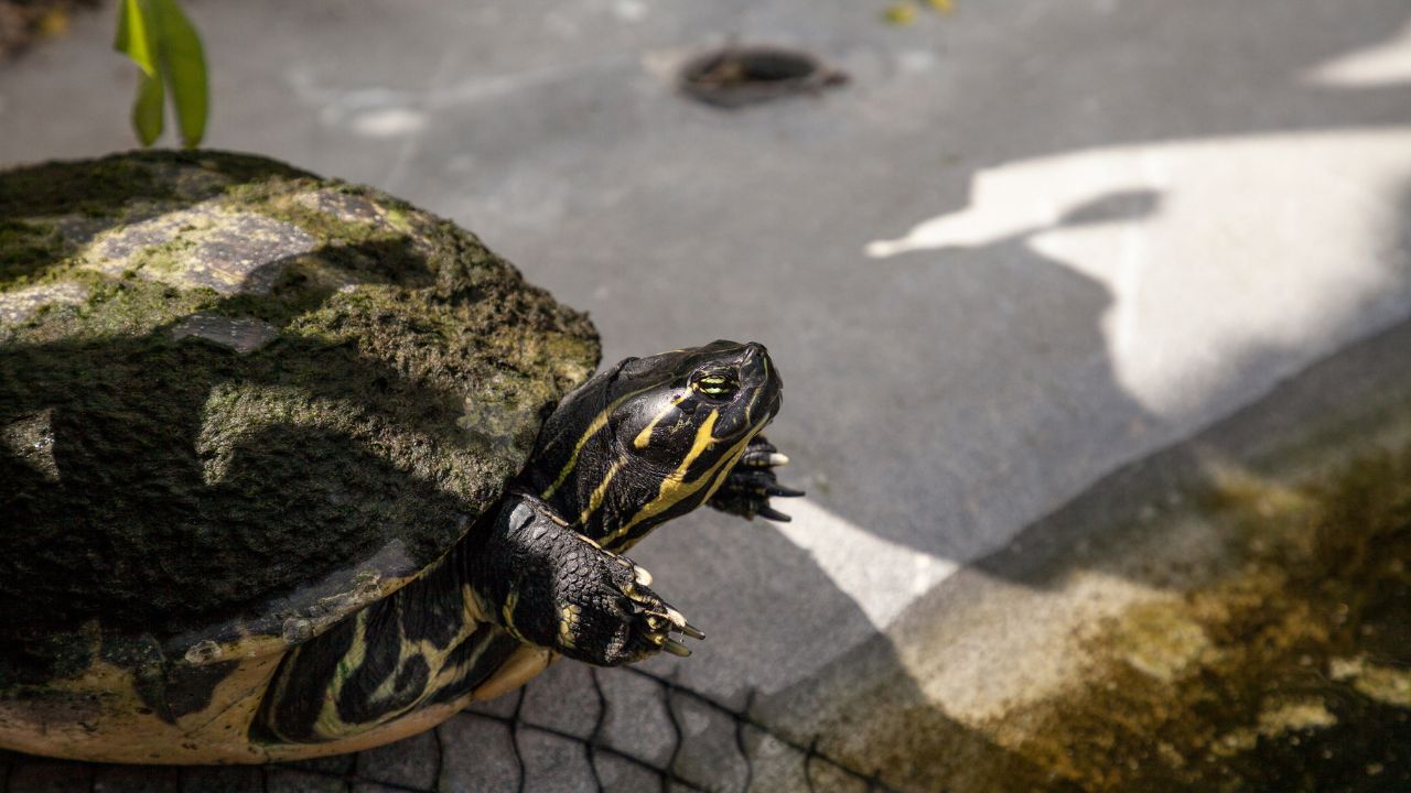 What Do Yellow Bellied Turtles Eat? The Turtle Hub