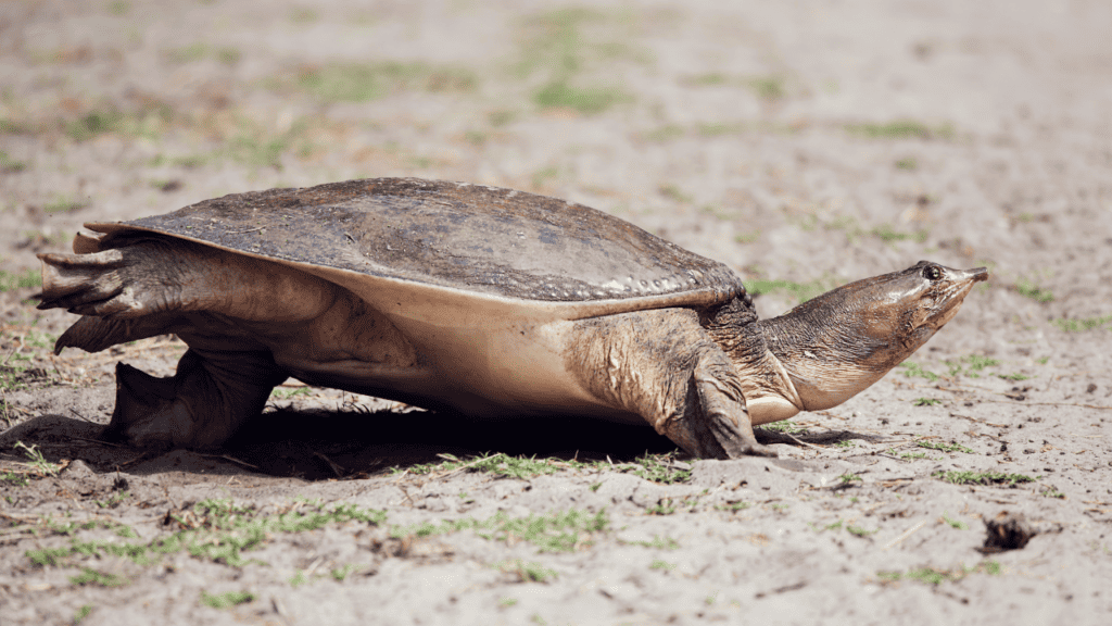 What Do Softshell Turtles Eat As A Pet? The Turtle Hub