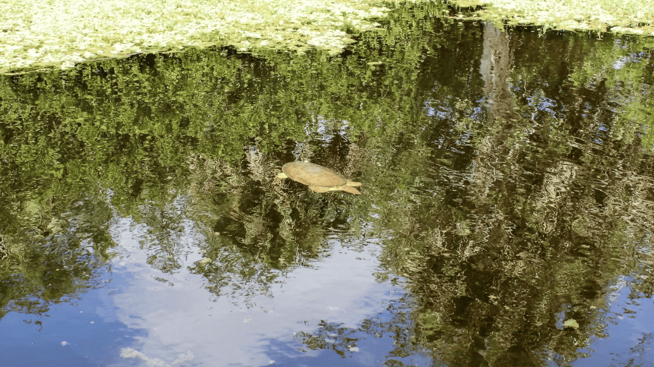 What Do Softshell Turtles Eat As A Pet? The Turtle Hub