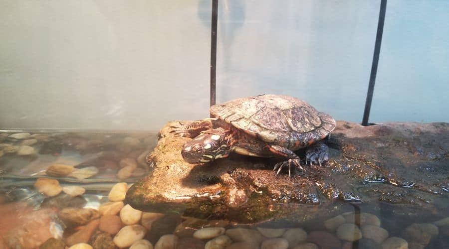 Why Does My Turtle Tank Smell? [7 Sneaky Reasons] The Turtle Hub