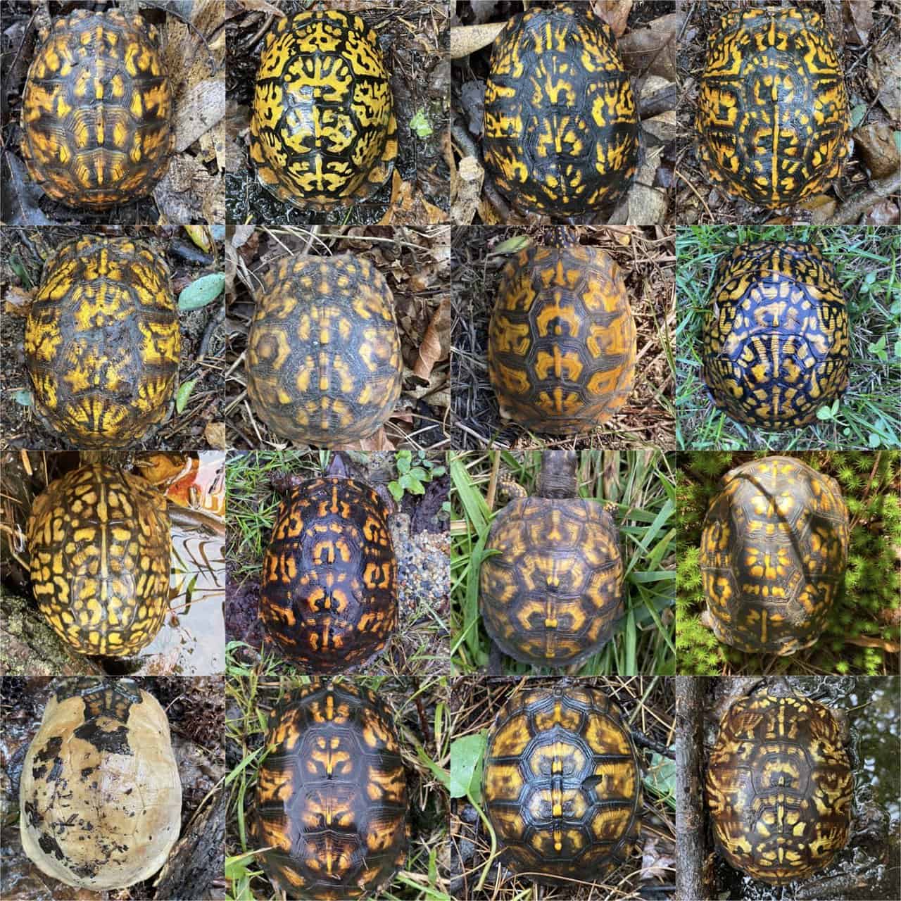 What Is The Best Substrate For A Box Turtle? The Turtle Hub