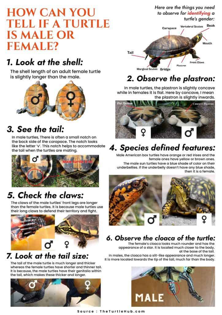 How To Tell Turtle Gender Infographic The Turtle Hub