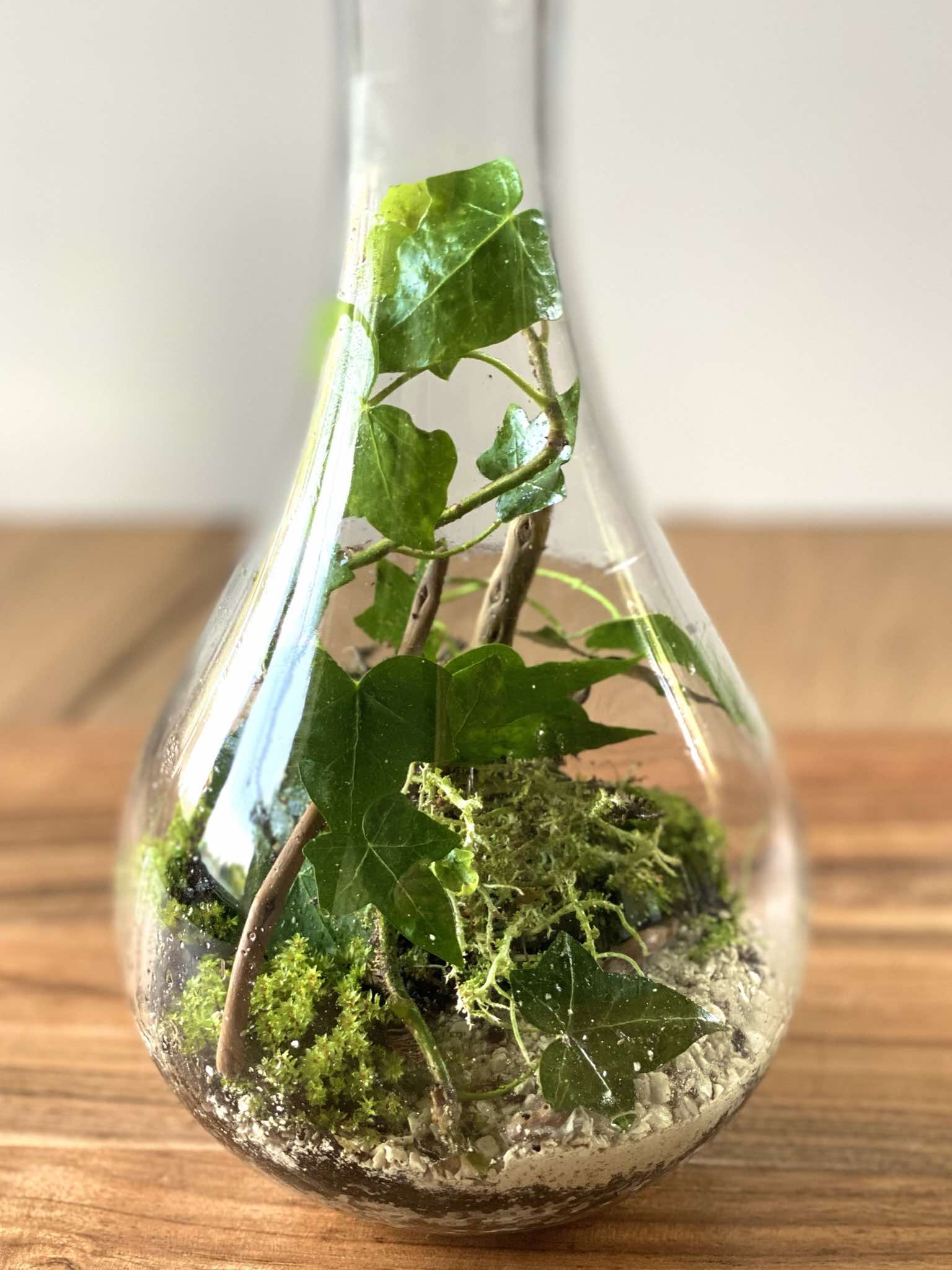 Apothecary Bottle Terrarium The Twig