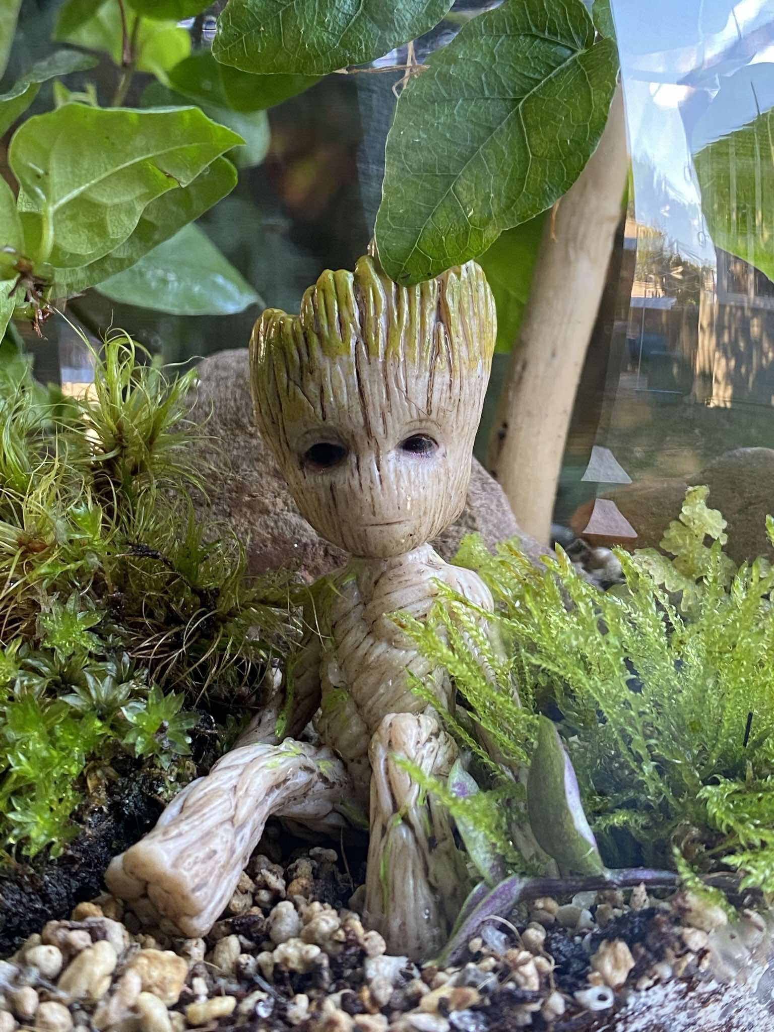 I am Groot Terrarium The Twig
