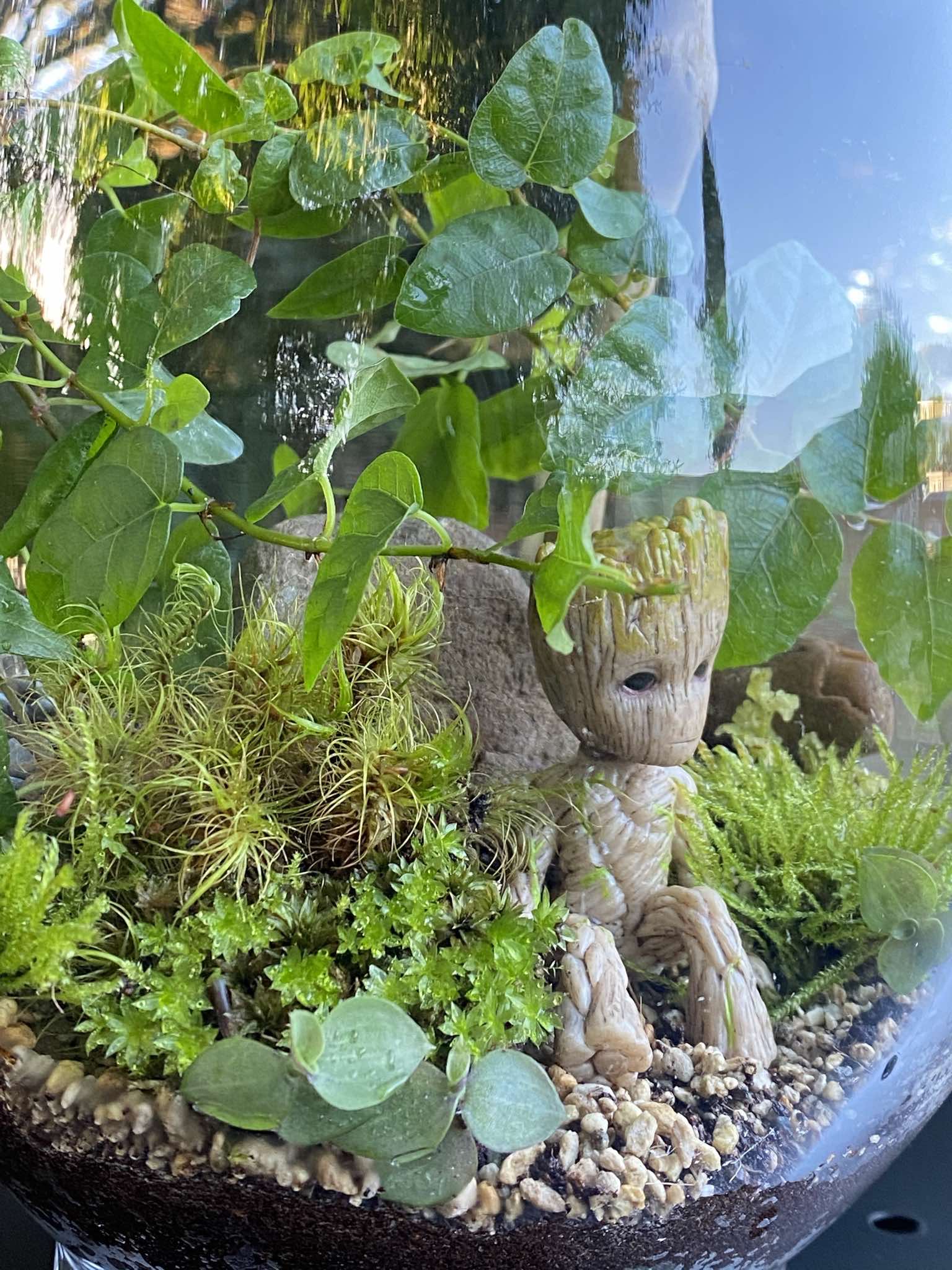 I am Groot Terrarium The Twig