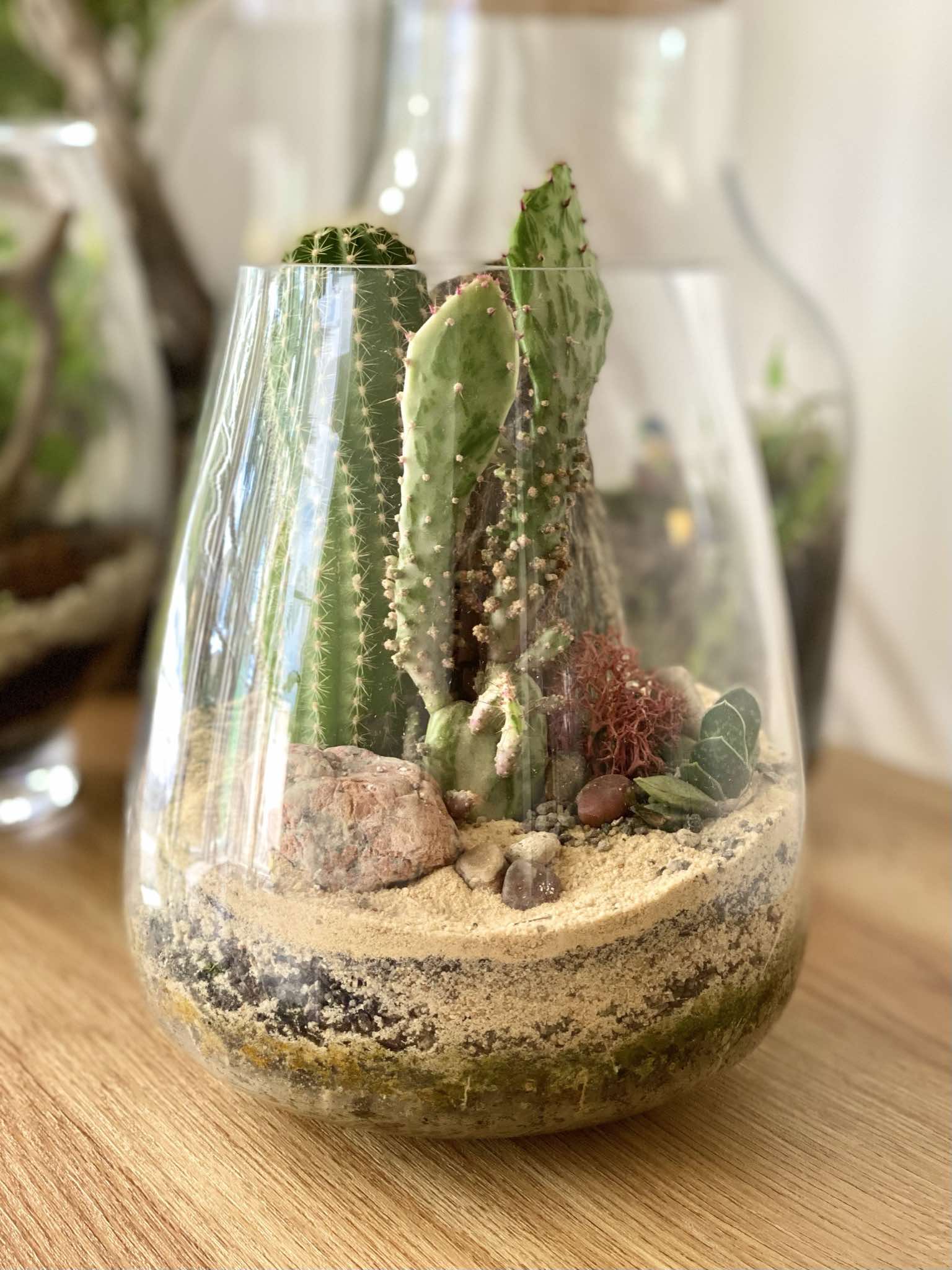 Desert World Terrarium The Twig