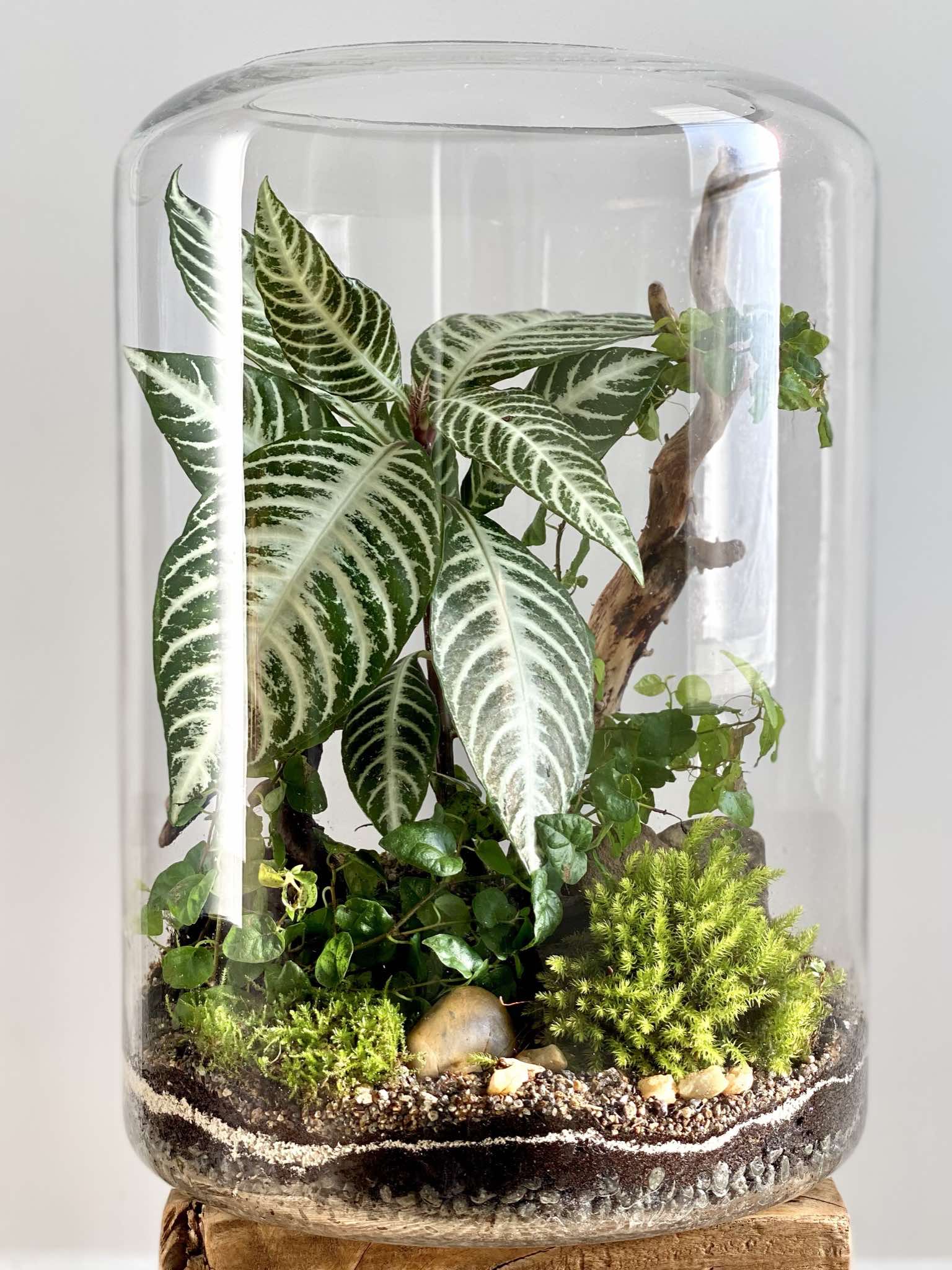 The Zebra Terrarium (Extra Large) The Twig
