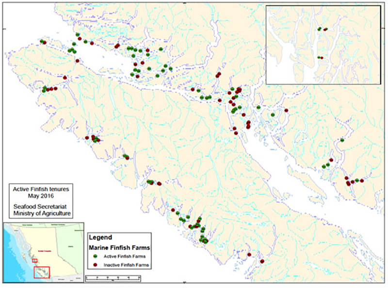 Five Critical Issues to Consider Before the Province Renews Fish Farm