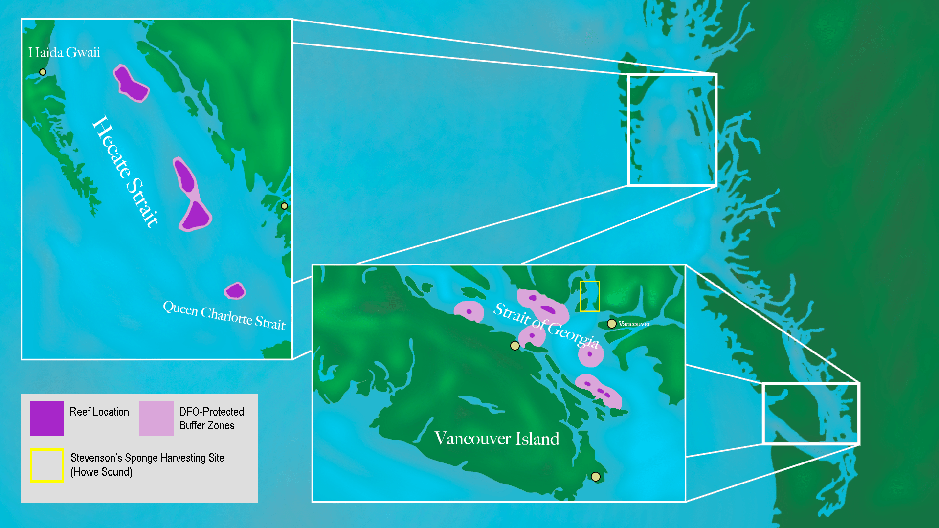 Glass Sponges, Climate Change and BC's Ocean Environment The Tyee