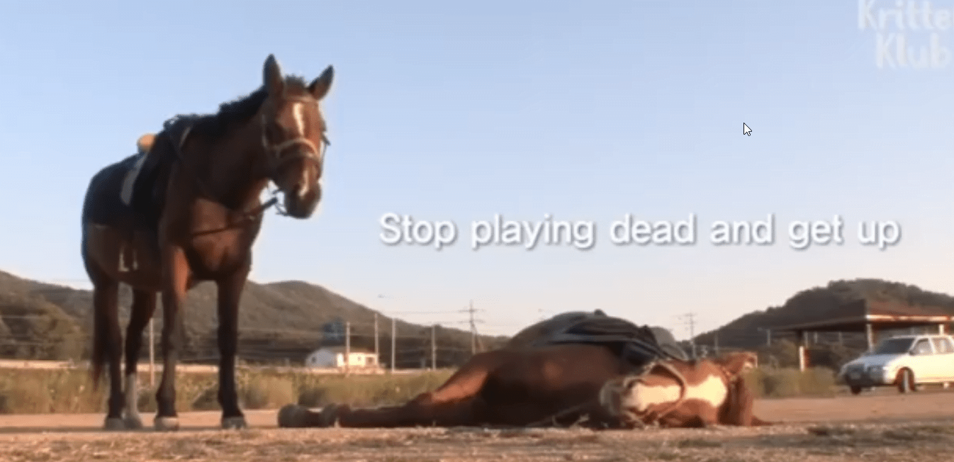 Horse Plays Dead When Someone Wants to Ride The Ugly Minute
