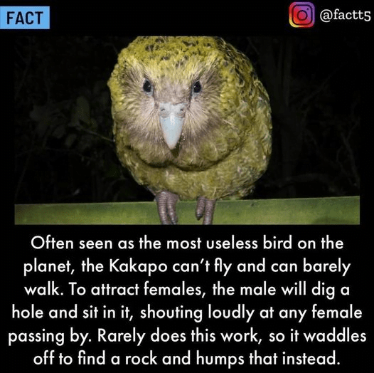 The Most Useless Bird The Ugly Minute