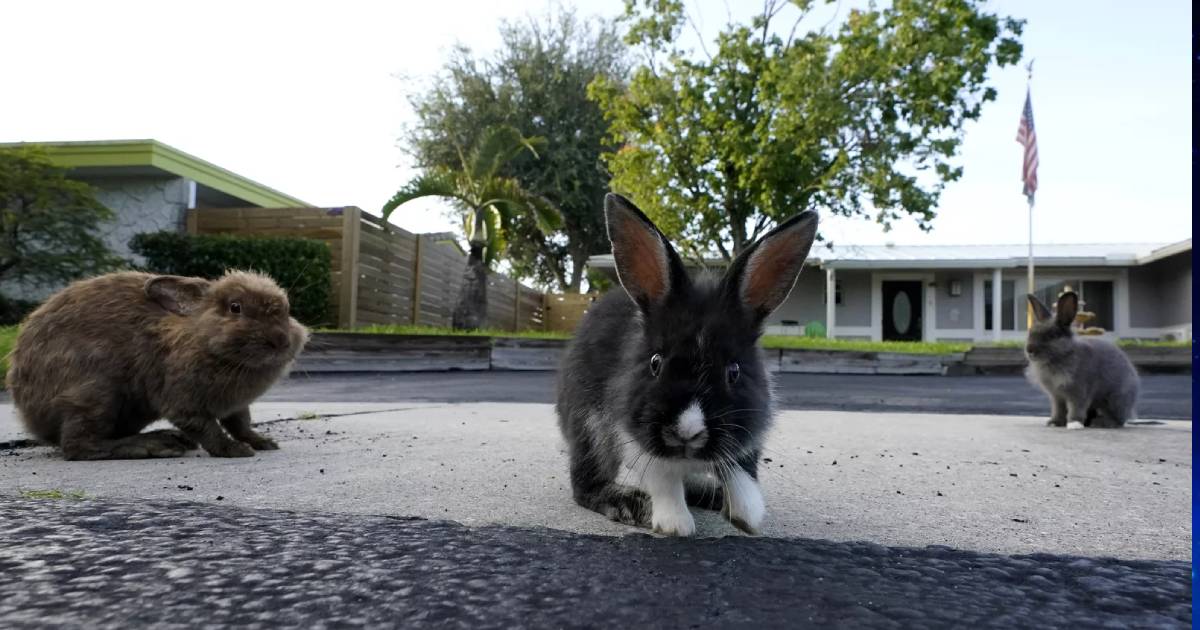 Rabbits have overrun a suburban Florida community. Volunteers hop to