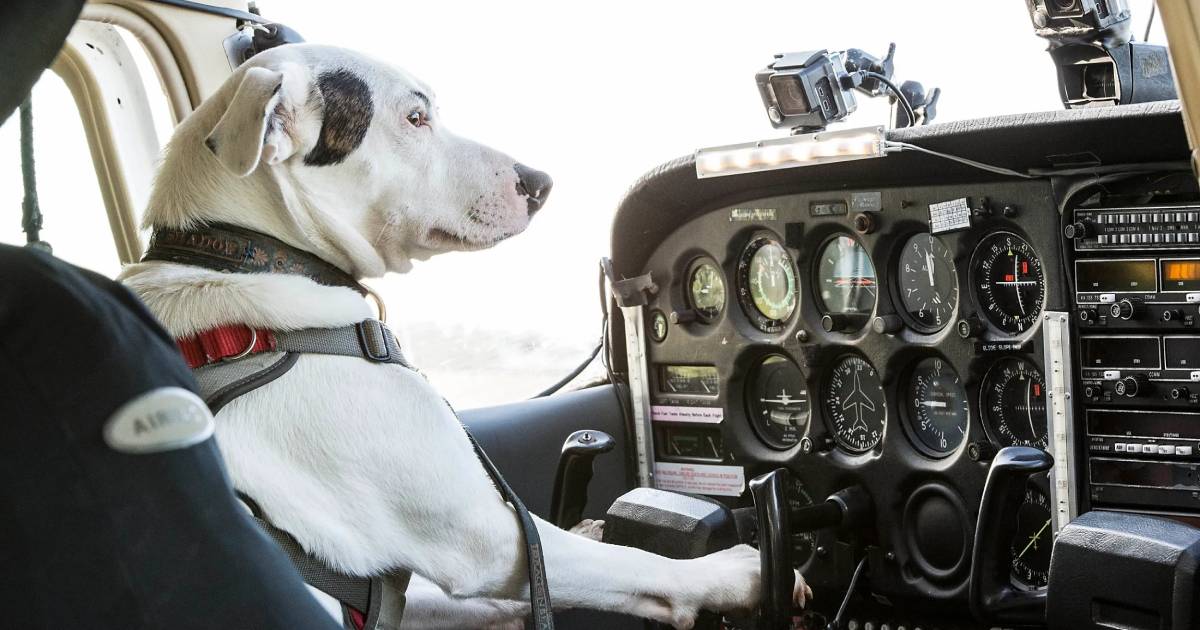Can Dogs Fly Planes? New Reality Show Wants to Find Out The Ugly Minute