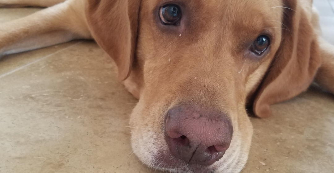 Dog Walking & Pet Sitting in Alexandria, Arlington, Fairfax